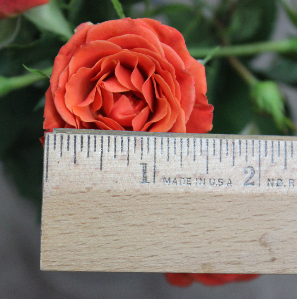 Orange Babe - Measured - Photo Credit Allison Linder