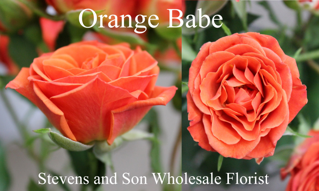 Orange Babe - Photo Credit Allison Linder