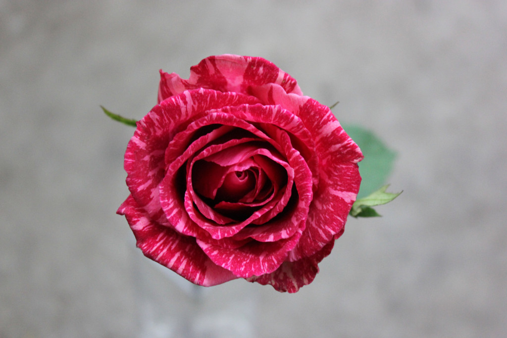Pink Intuition - Aerial View - Photo credit Allison Linder