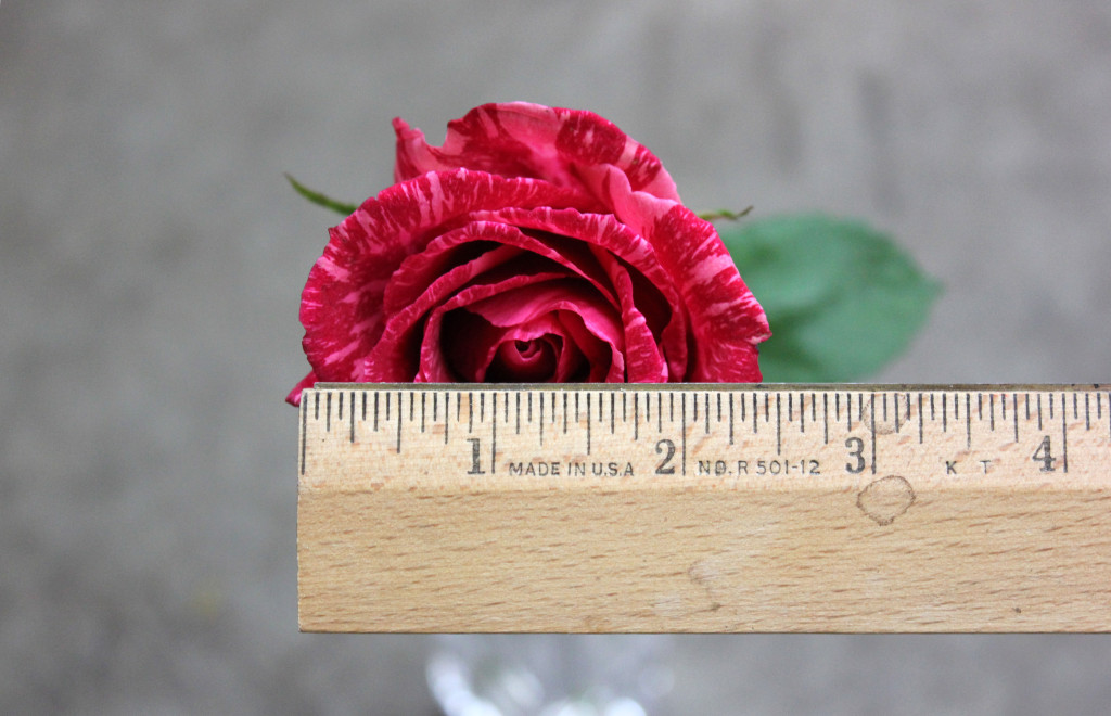 Pink Intuition - Measured - Photo Credit Allison Linder