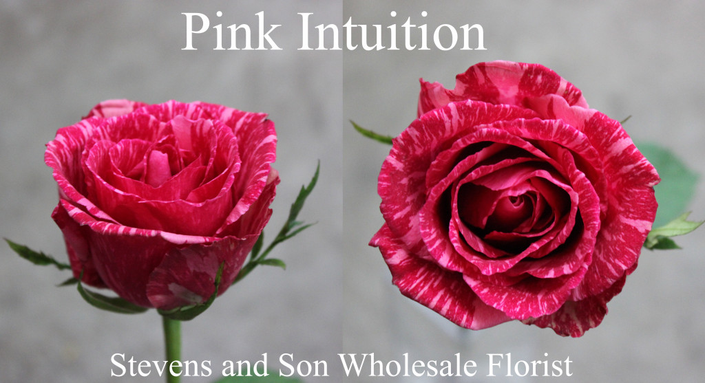 Pink Intuition - Photo Credit Allison Linder