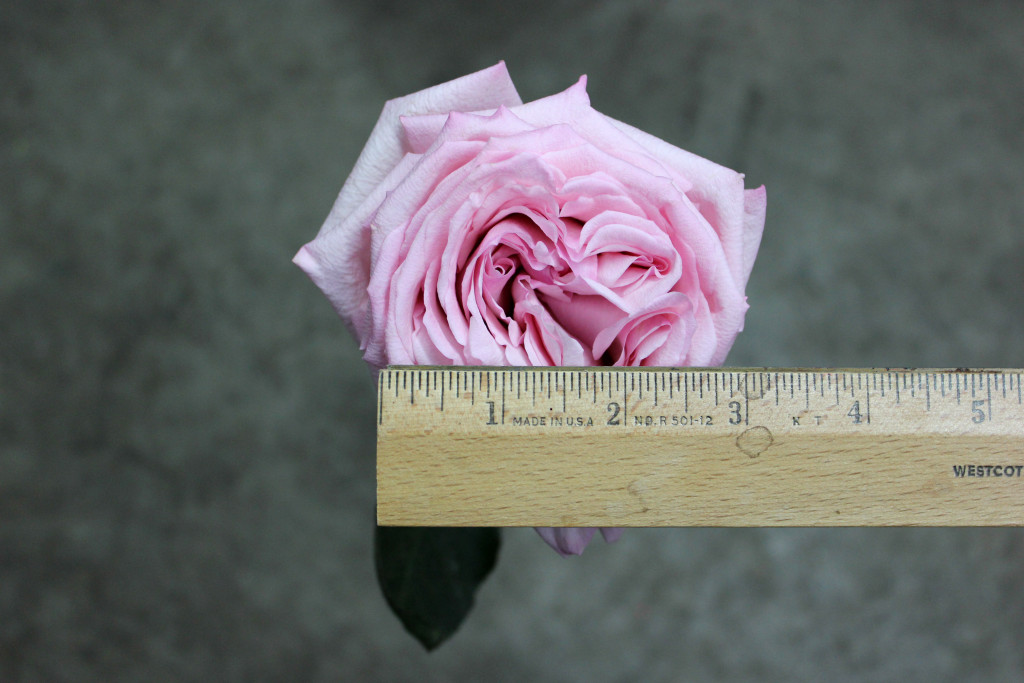 Pink O'Hara - Measured - Photo Credit Allison Linder