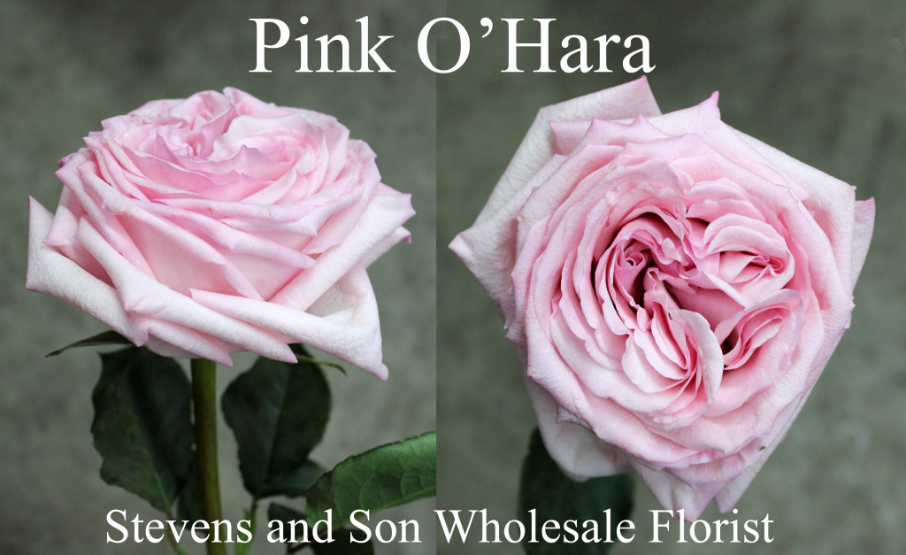 Pink O'Hara - Photo Credit Allison Linder