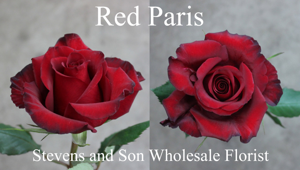 Red Paris - Photo Credit Allison Linder