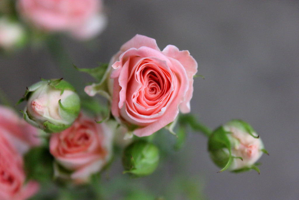Star Pink - Aerial View - Photo Credit Allison Linder