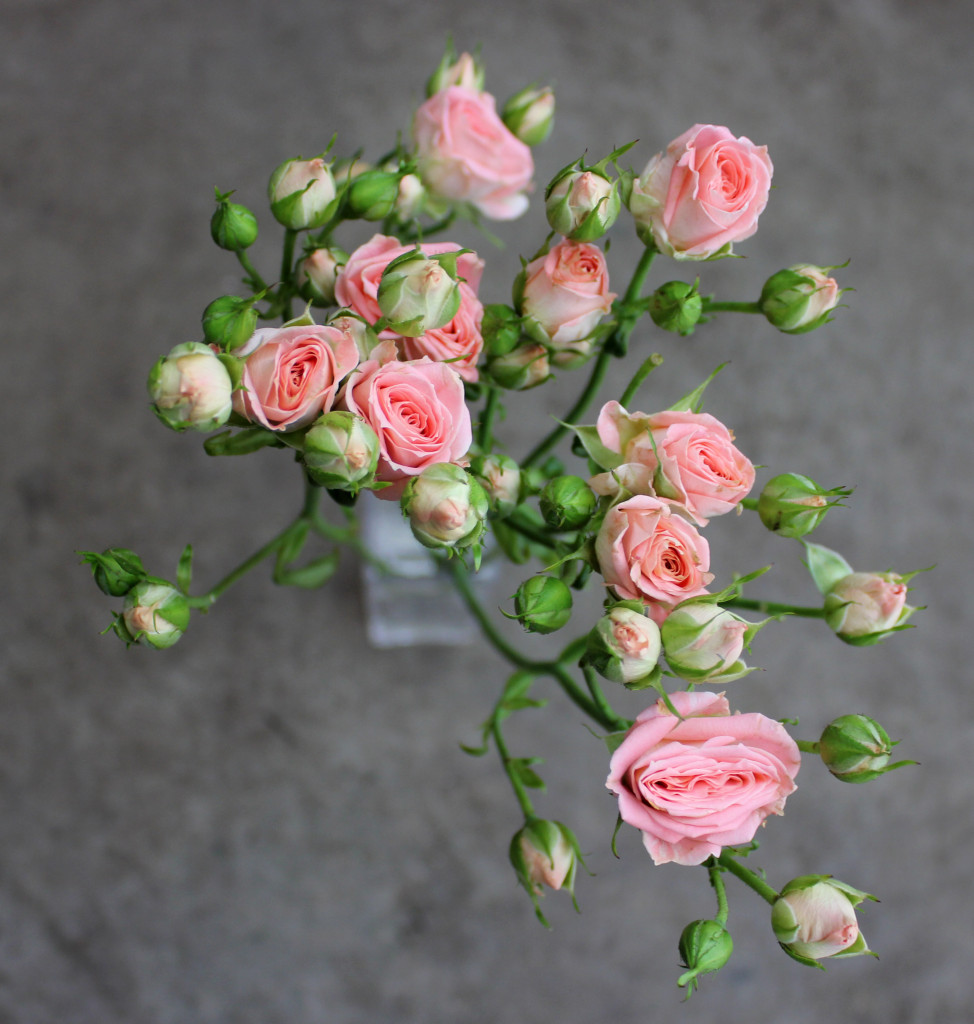 Star Pink - Group - Photo Credit Allison Linder