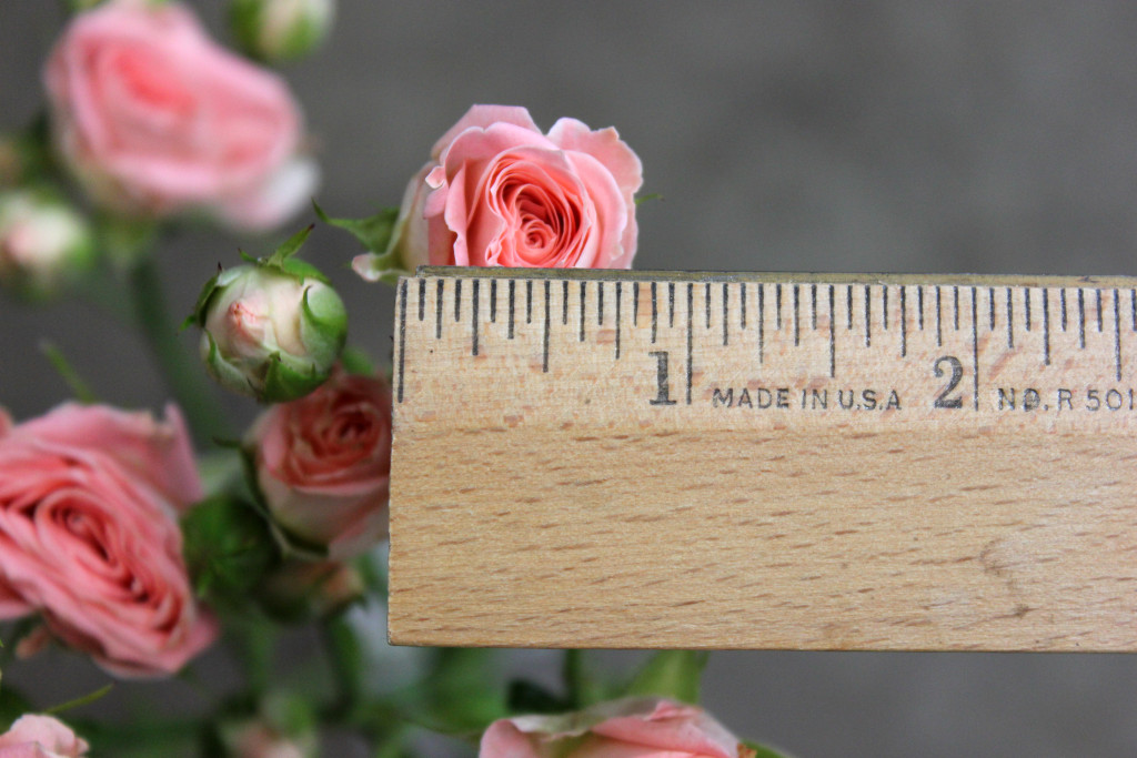 Star Pink - Measured - Photo Credit Allison Linder
