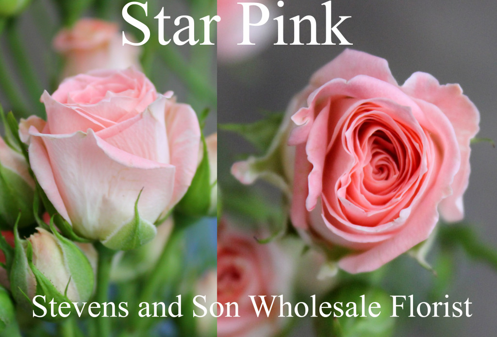 Star Pink - Photo Credit Allison Linder