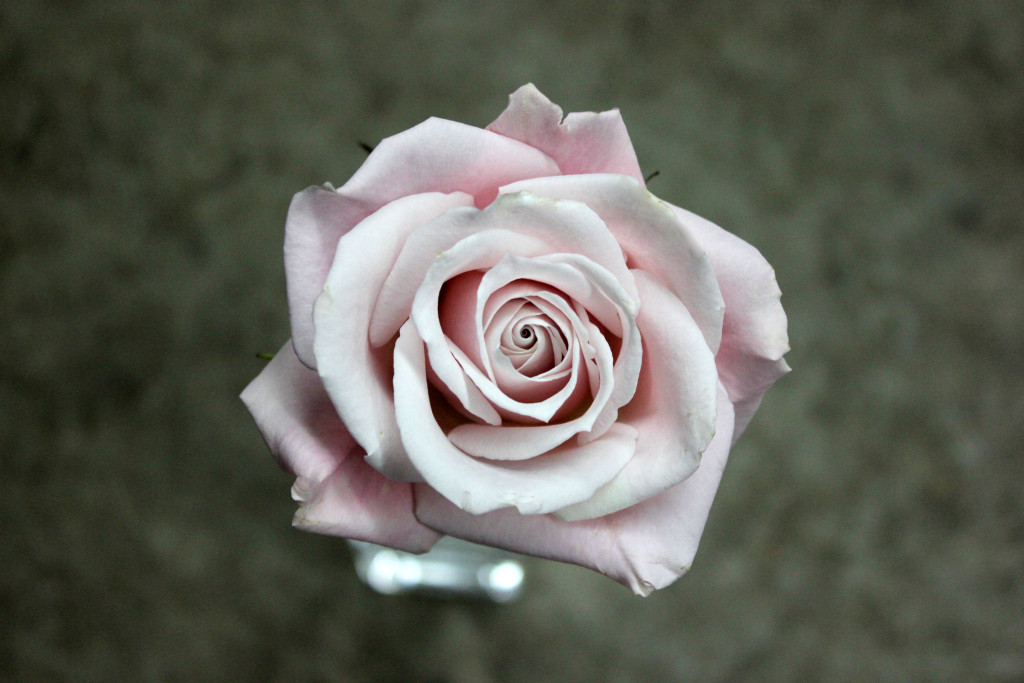 Sweet Escimo | Stevens and Son Wholesale Florist