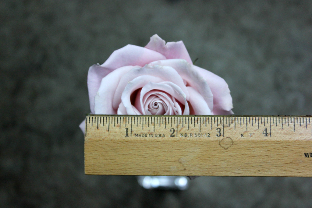 Sweet Escimo - Measured - Photo Credit Allison Linder