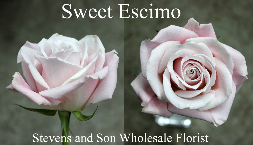 Sweet Escimo - Photo credit Allison Linder