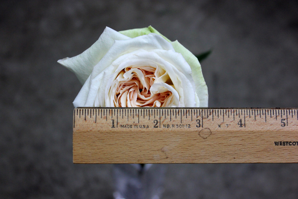 White O'Hara - Measured - Photo Credit Allison Linder
