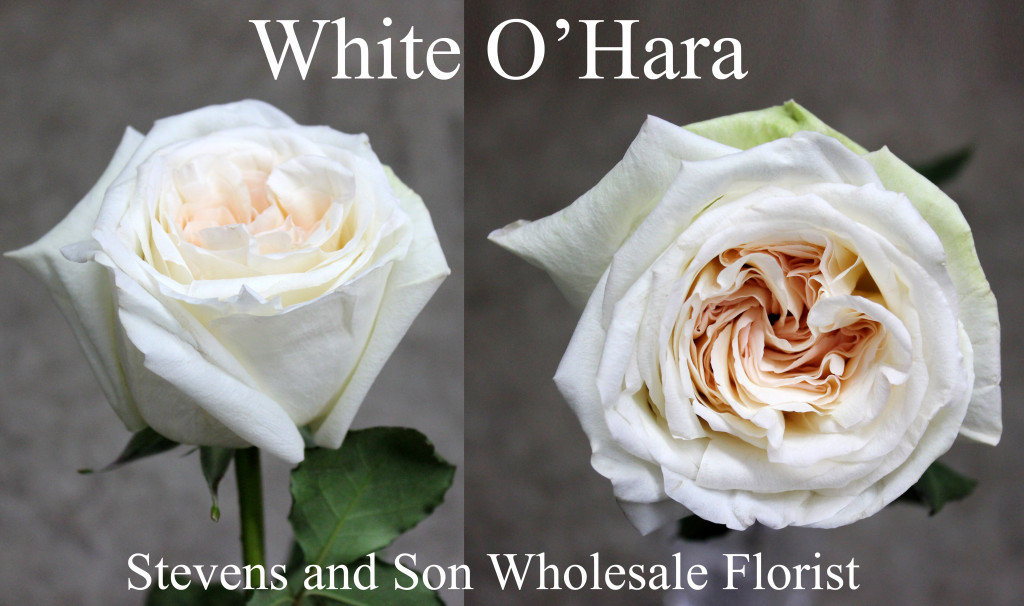 White O'Hara - Photo Credit Allison Linder