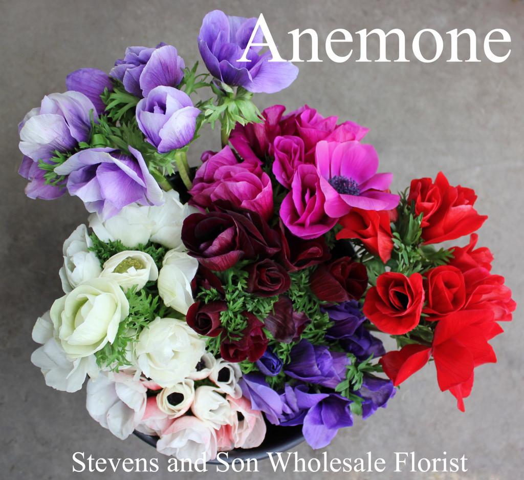 Anemone - Photo Credit Allison Linder
