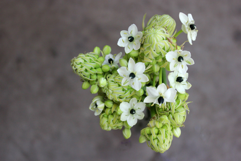 Arabicum Stevens and Son Wholesale Florist