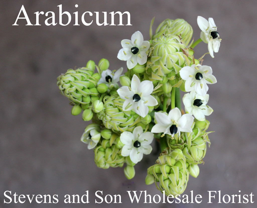 Arabicum - Photo Credit Allison Linder