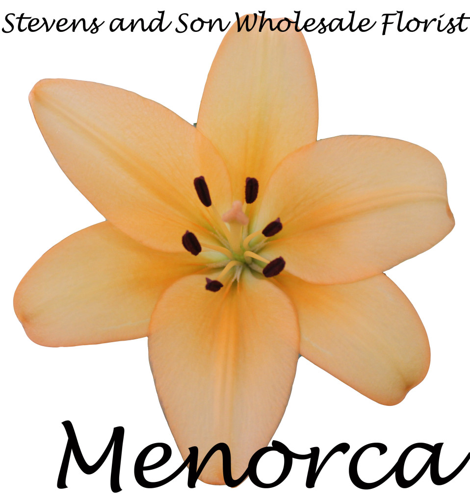 Asiatic Lily - Menorca - Photo credit Allison Linder
