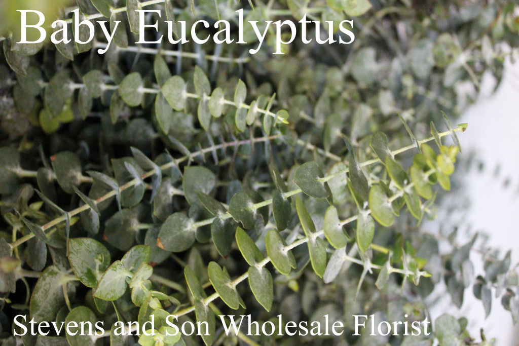 Baby Eucalyptus - Photo Credit Allison Linder