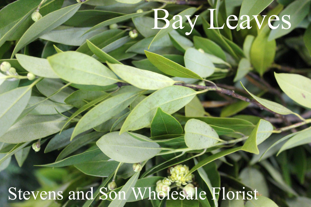 Bay Leaves Stevens and Son Wholesale Florist