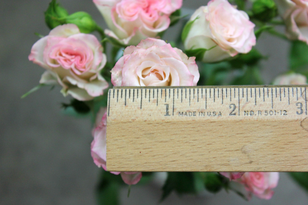 Blushing Majolika - Measured - Photo Credit Allison Linder