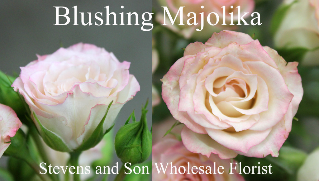 Blushing Majolika - Photo Credit Allison Linder
