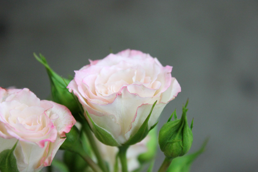 Blushing Majolika - Side View - Photo Credit Allison Linder