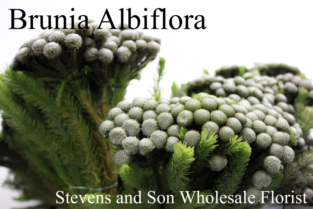 Brunia Albiflora - Photo Credit Allison Linder