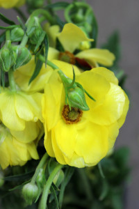 Butterfly Ranunculus - Yellow Detail - Photo Credit Allison Linder