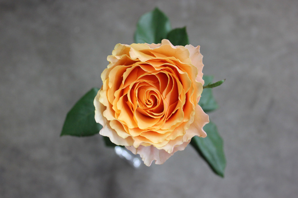 Campanella Peach - Aerial View - Photo Credit Allison Linder