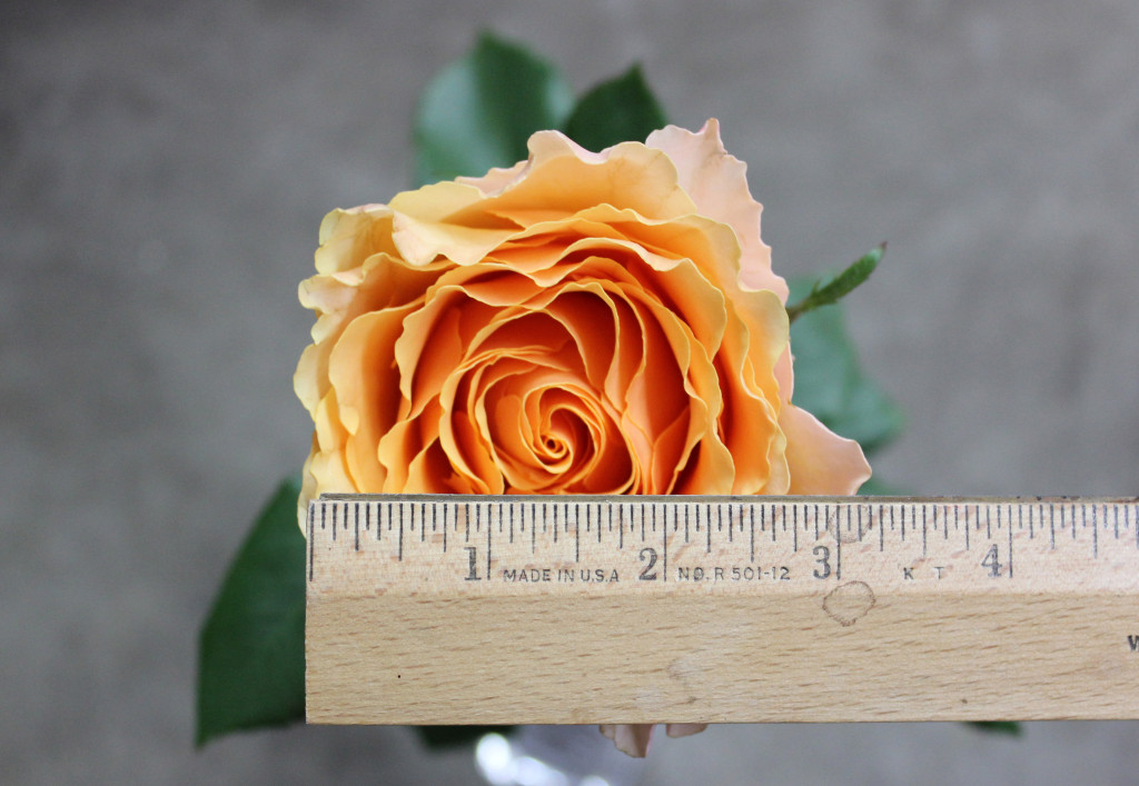 Campanella Peach - Measured - Photo credit Allison Linder