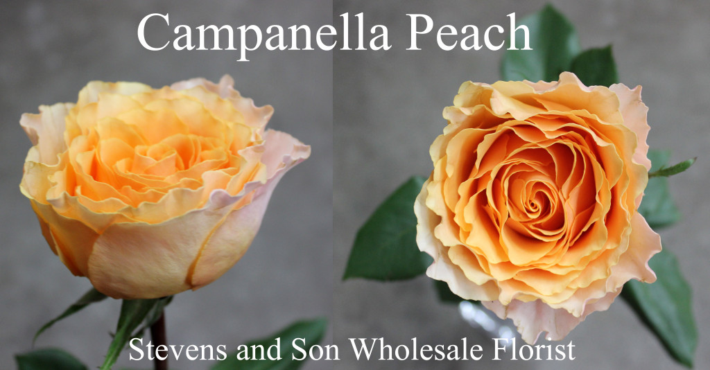 Campanella Peach - Photo credit Allison Linder