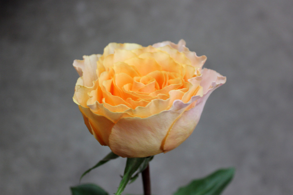 Campanella Peach - Side View - Photo credit Allison Linder