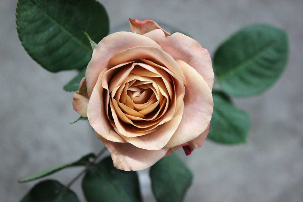 Spray Roses, Cappuccino - beige, brown - Potomac Floral Wholesale
