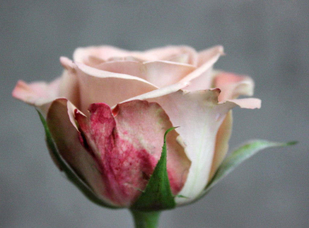 Cappuccino - Detail - Photo credit Allison Linder