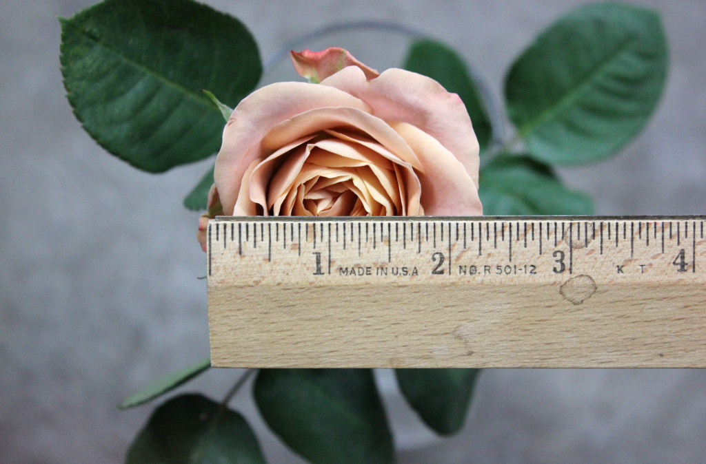 Cappuccino - Measured - Photo Credit Allison Linder