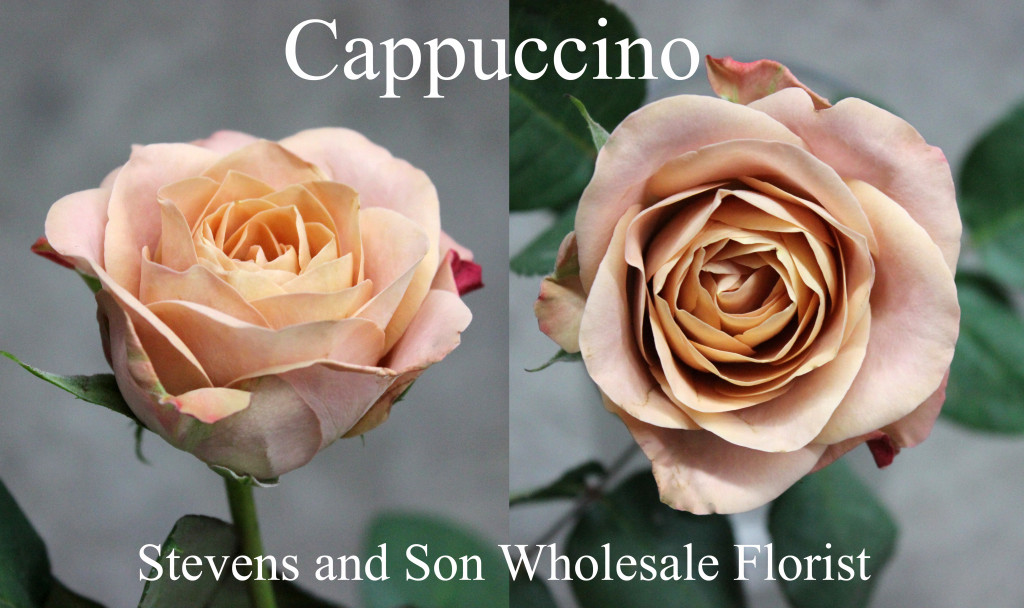 Cappuccino - Photo Credit Allison Linder