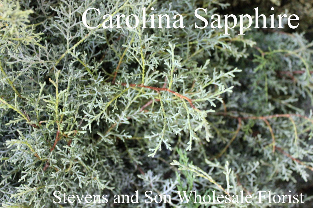 Carolina Sapphire - Photo Credit Allison Linder