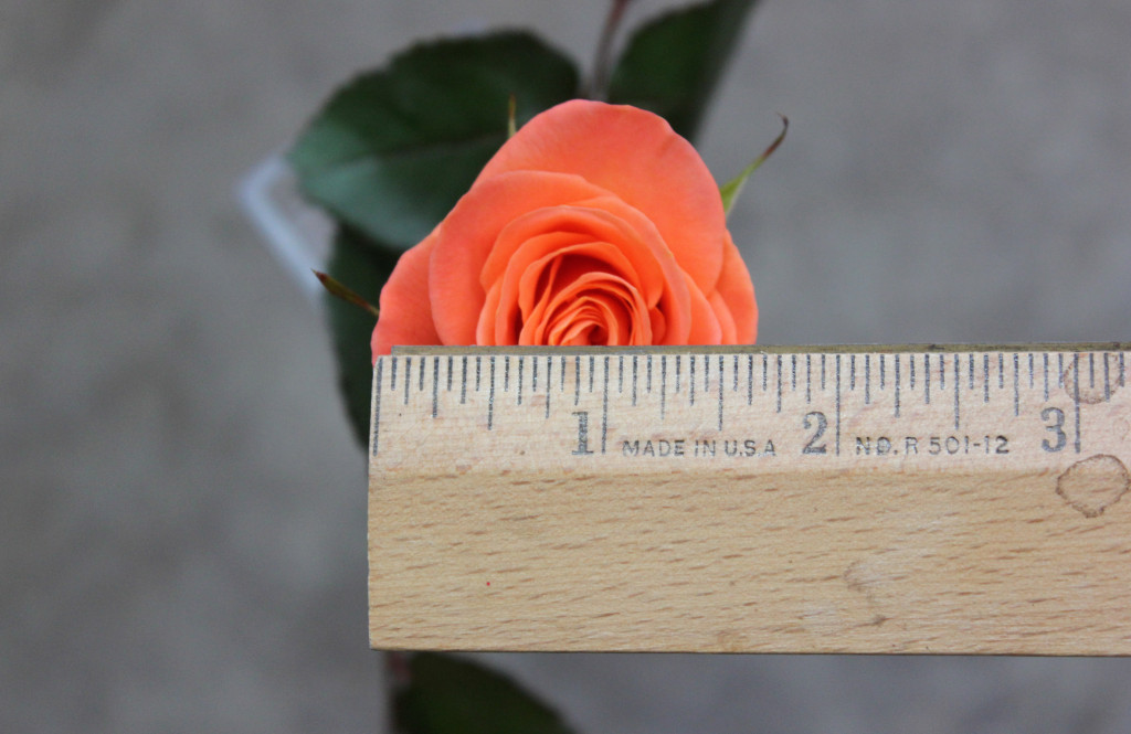 Chelsea - Measured - Photo Credit Allison Linder