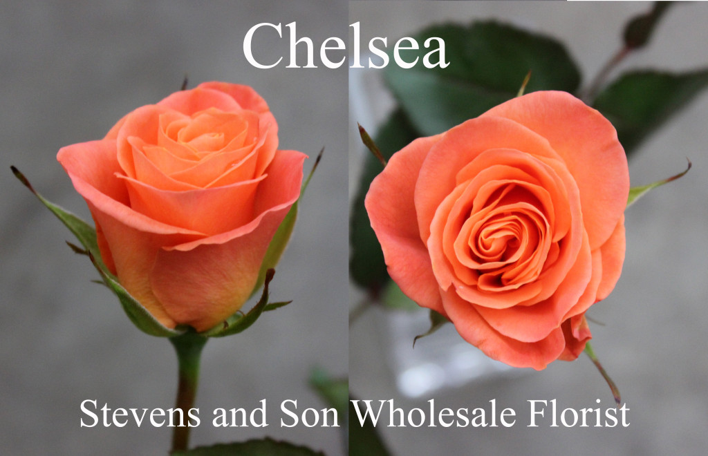 Chelsea - Photo Credit Allison Linder