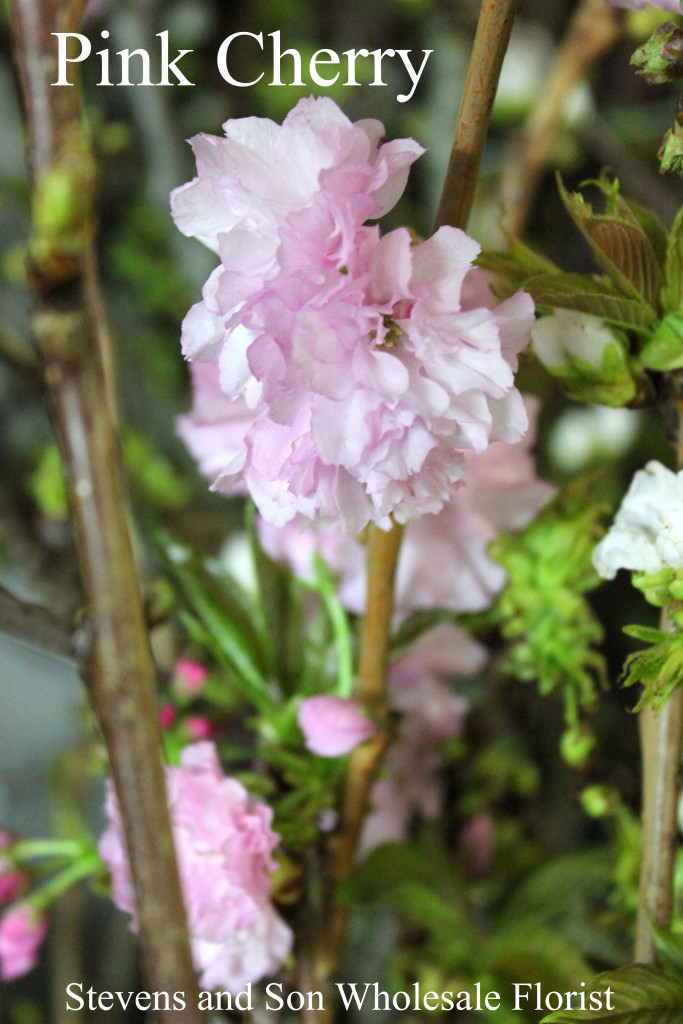 Cherry - Pink - Photo Credit Allison Linder