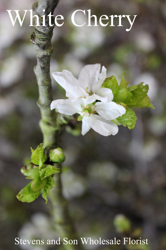 Cherry - White - Photo Credit Allison Linder