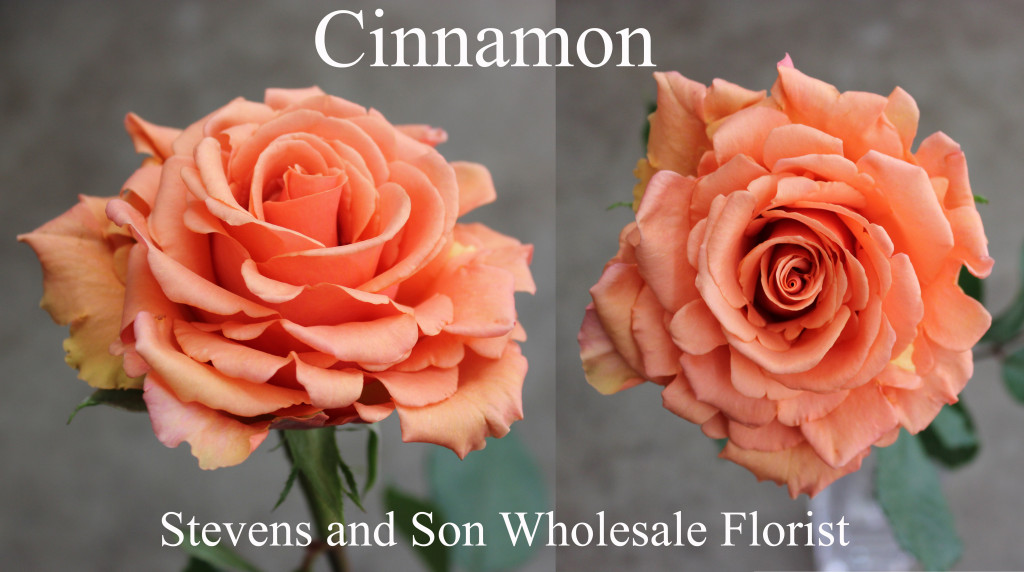 Cinnamon - Photo Credit Allison Linder