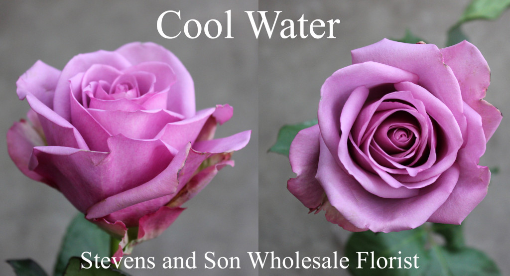 Roses Search By Name | Stevens and Son Wholesale Florist