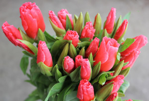 Coral Godetia - Photo credit Allison Linder