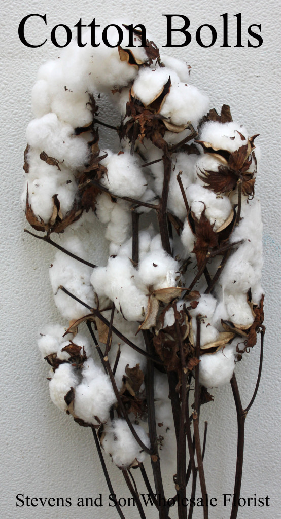 Cotton Bolls - Photo Credit Allison Linder