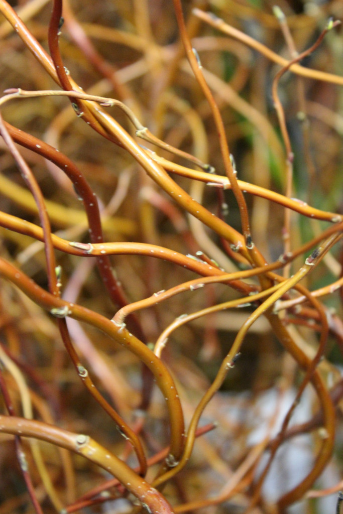 Curly Willow Branches Stevens and Son Wholesale Florist