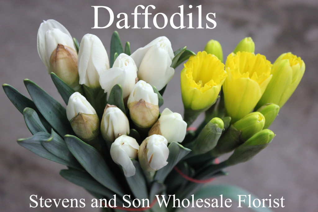 Fresh Flowers Stevens and Son Wholesale Florist