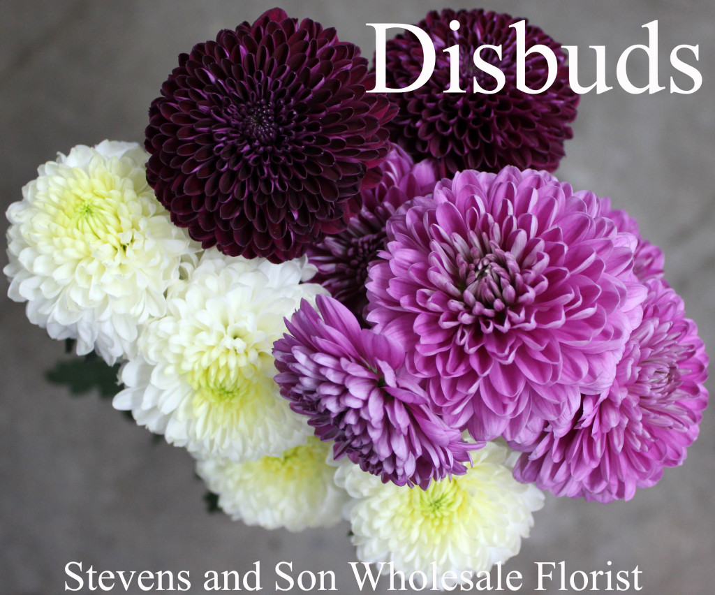 Disbuds - Photo Credit Allison Linder
