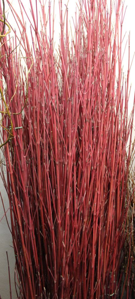 Dogwood - Photo Credit Allison Linder