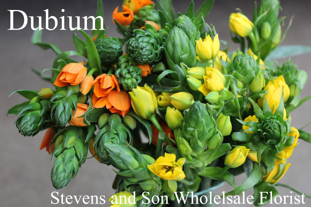 Dubium - Photo Credit Allison Linder